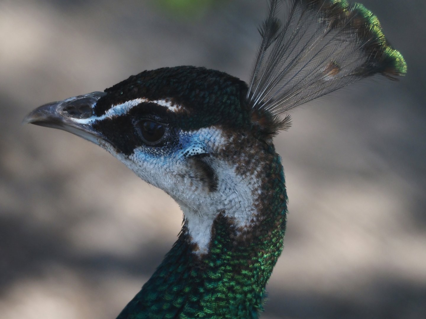 Blue peafowl hen (Pavo cristatus), 2025-04-12