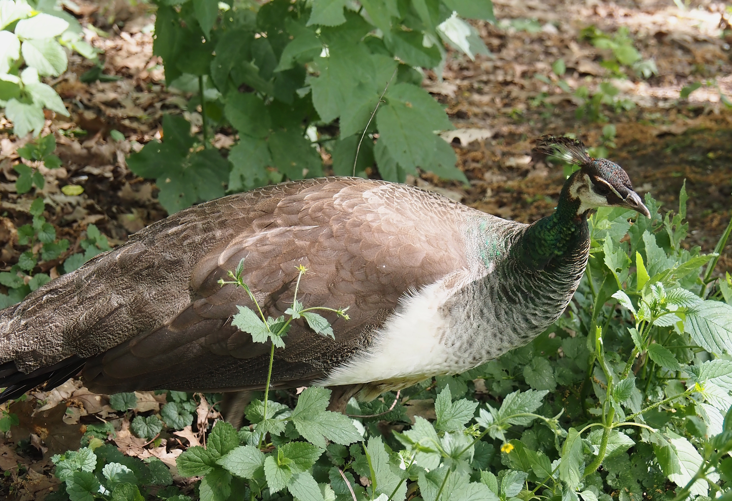 Blue peafowl hen (Pavo cristatus), 2025-05-22