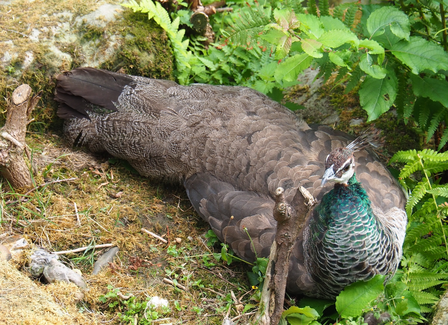 Blue peafowl hen (Pavo cristatus), Aug 28th, 2018