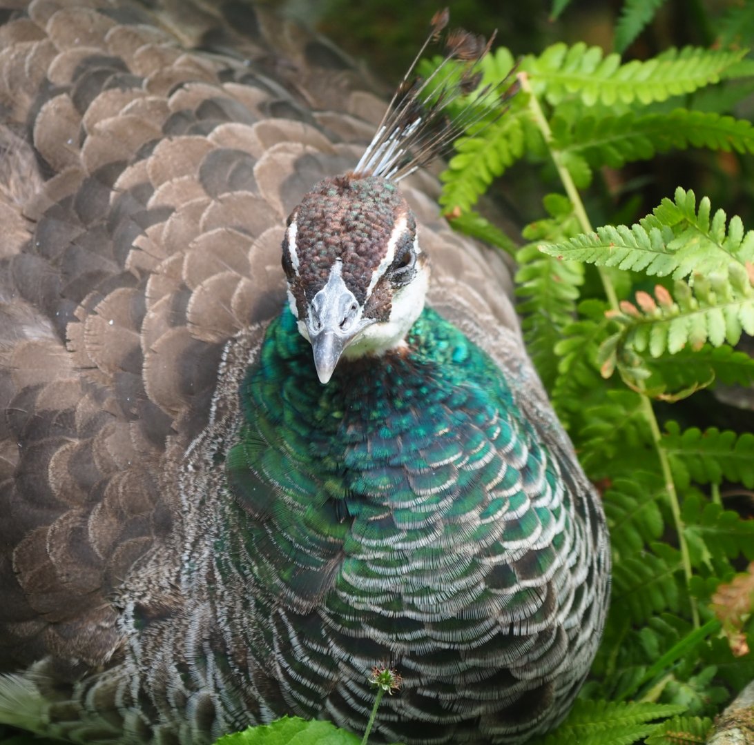 Blue peafowl hen (Pavo cristatus), Aug 28th, 2018