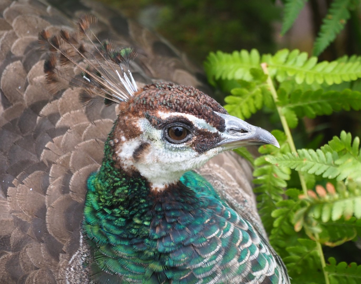 Blue peafowl hen (Pavo cristatus), Aug 28th, 2018