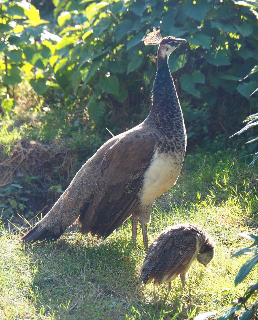 Blue peafowl hen with chick (Pavo cristatus), 2020-09-02