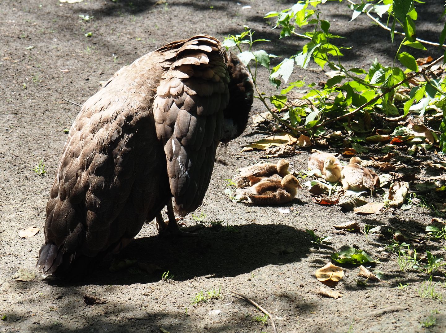 Blue peafowl hen with chicks (Pavo cristatus), 2019-08-04