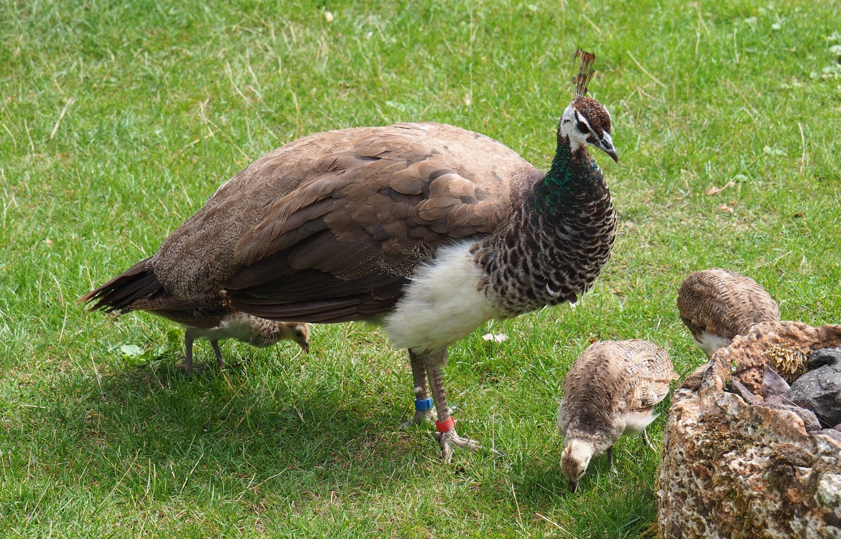 Blue peafowl hen with chicks (Pavo cristatus), 2020-09-02