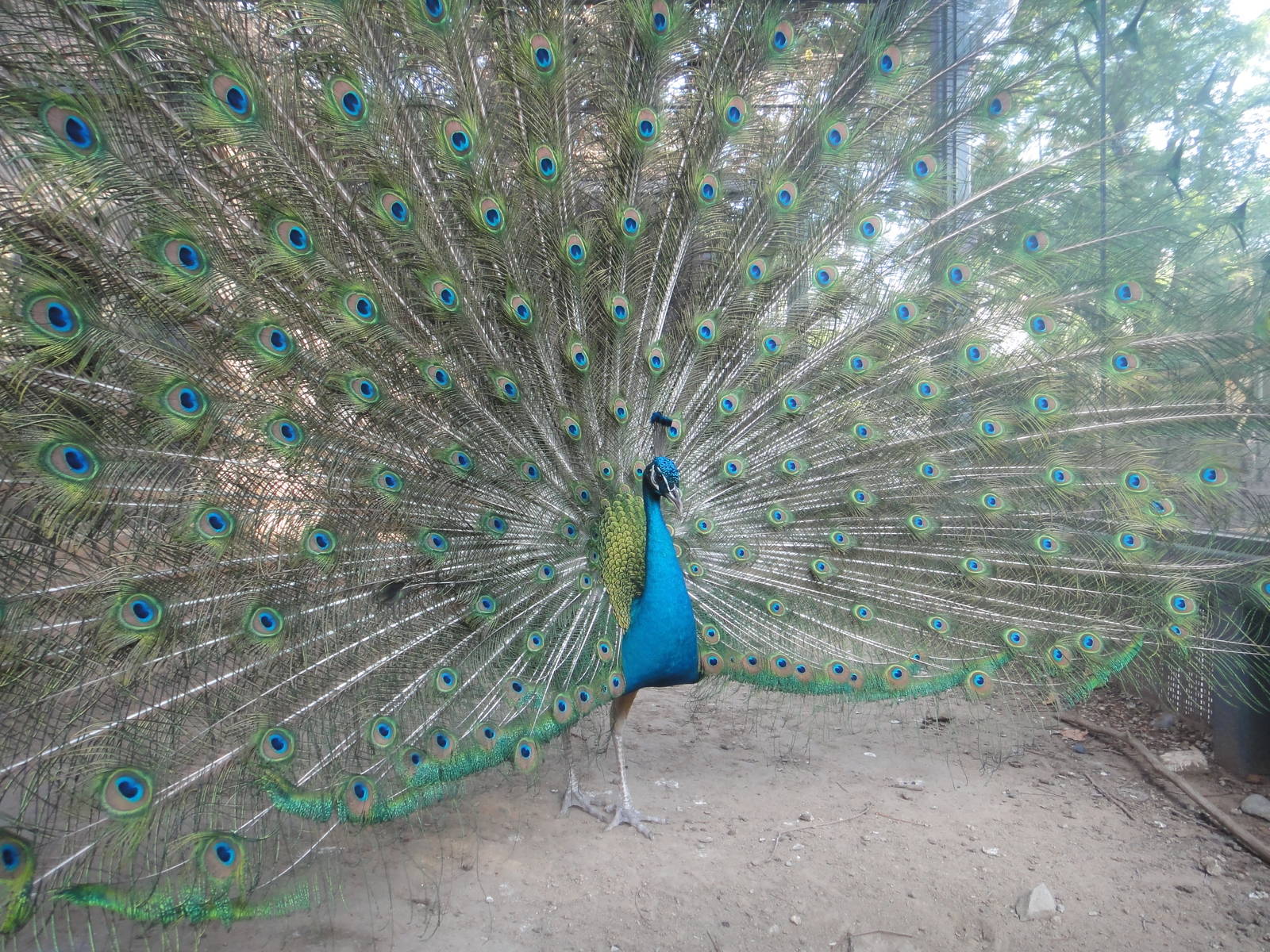 Blue Peafowl male