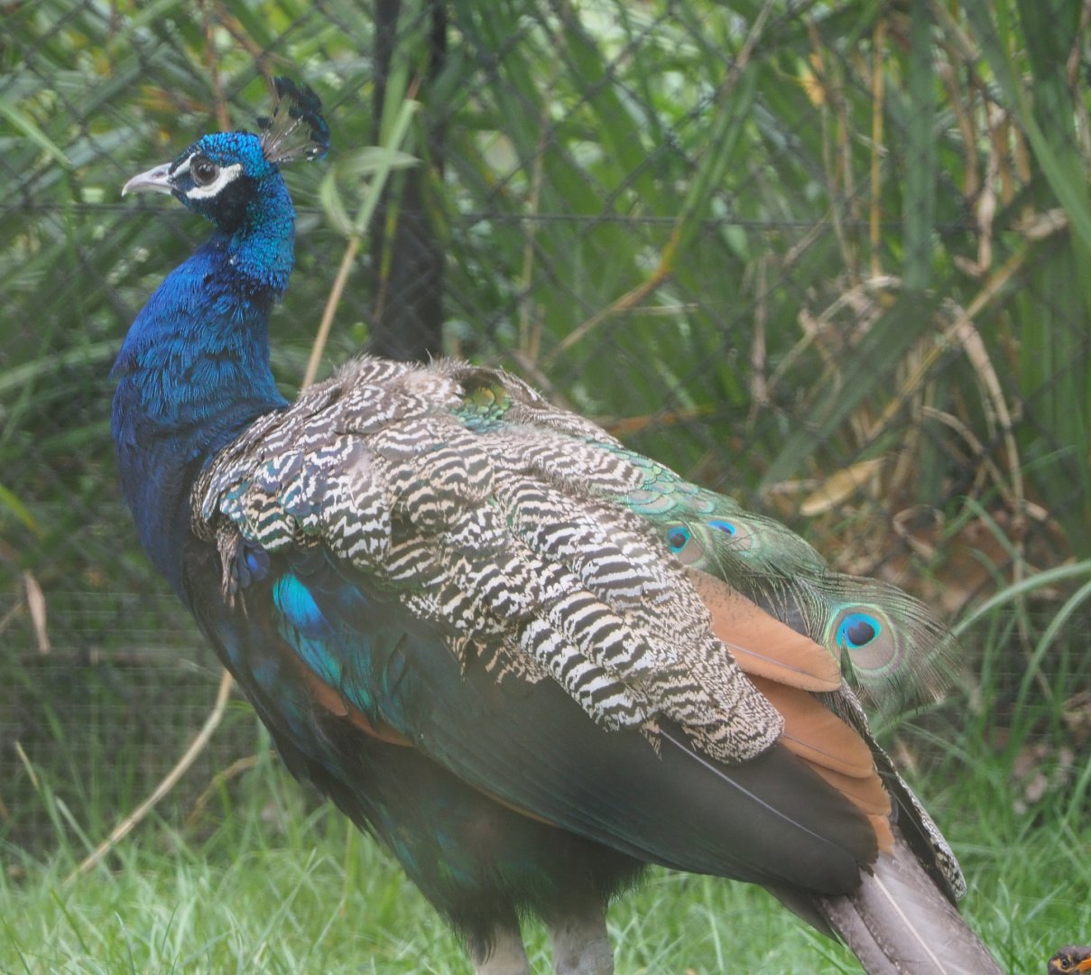 Blue peafowl or Indian peafowl (Pavo cristatus), 2020-08-15