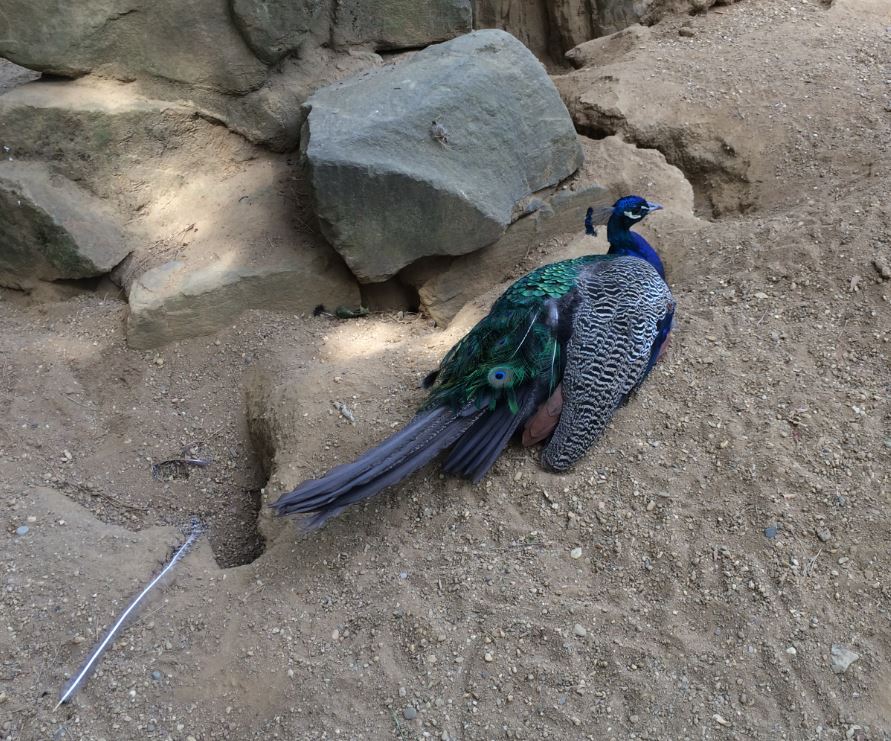 Blue Peafowl (Pavo cristatus) 12-8-2018
