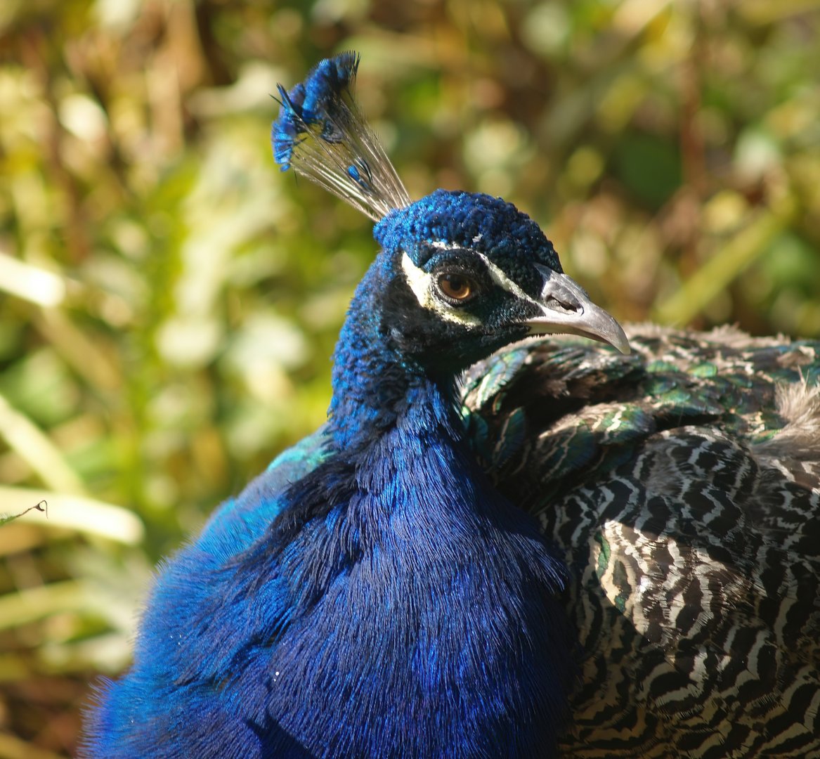 Blue peafowl (Pavo cristatus), 2007-09-16