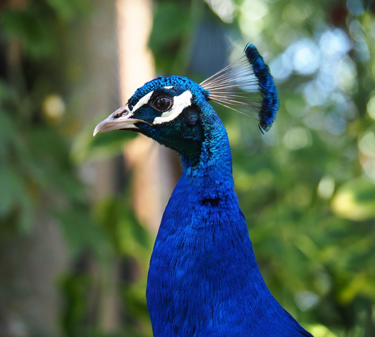 Blue peafowl (Pavo cristatus), 2019-06-01