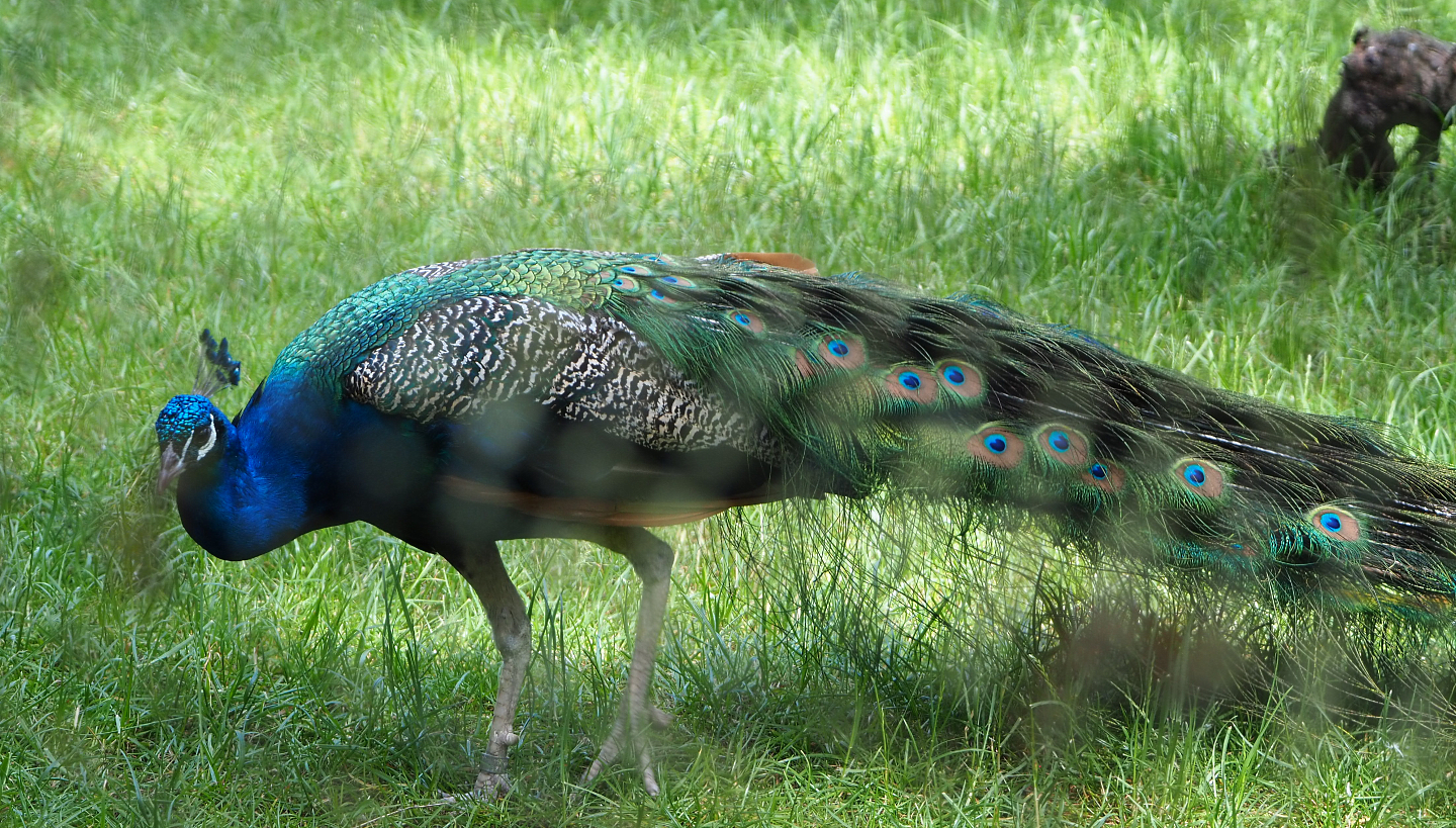 Blue peafowl (Pavo cristatus), 2020-06-12