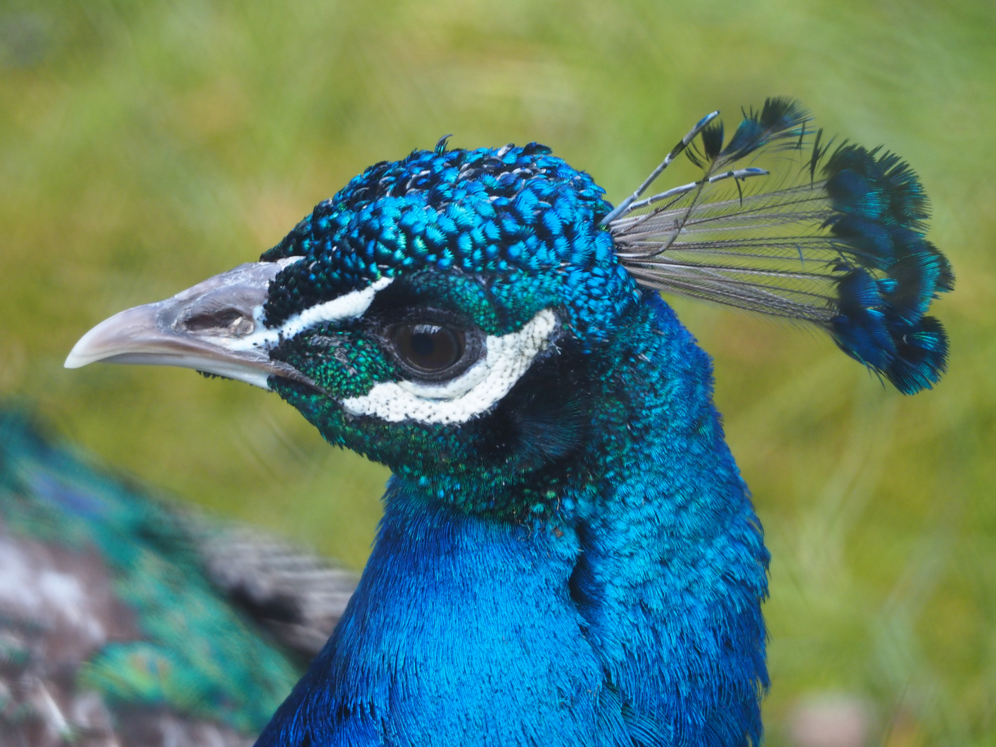 Blue peafowl (Pavo cristatus), 2021-04-20
