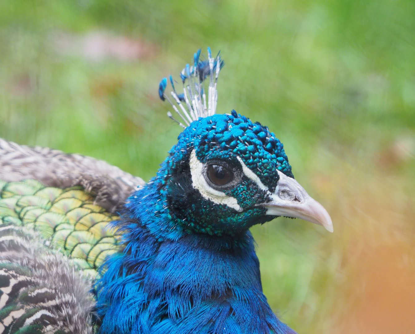 Blue peafowl (Pavo cristatus), 2021-11-06