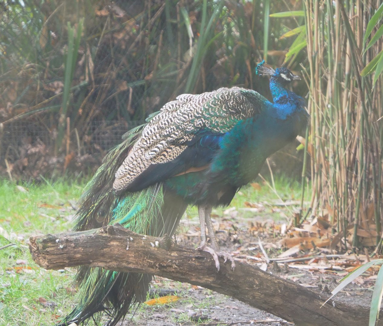 Blue peafowl (Pavo cristatus), 2021-11-23