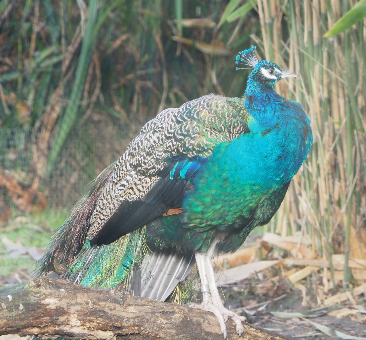 Blue peafowl (Pavo cristatus), 2021-12-07