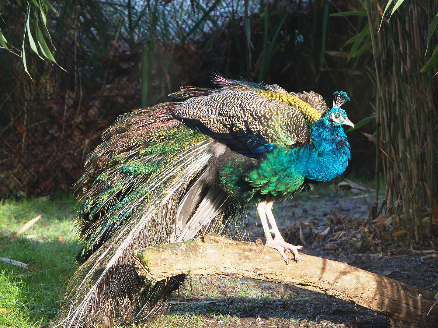 Blue peafowl (Pavo cristatus), 2021-12-22