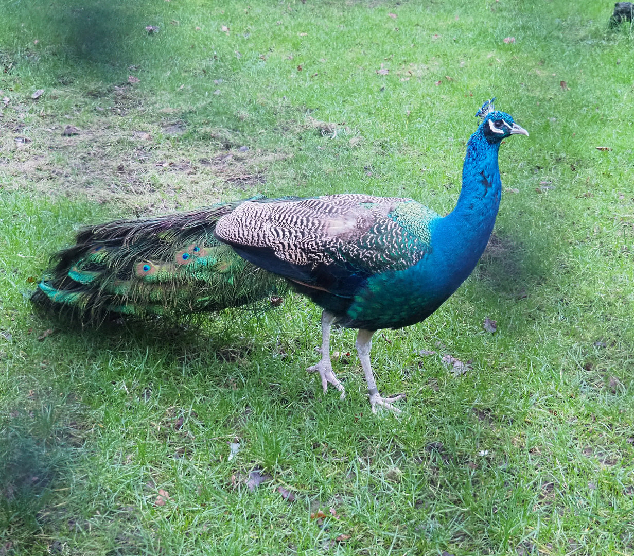 Blue peafowl (Pavo cristatus), 2022-01-02