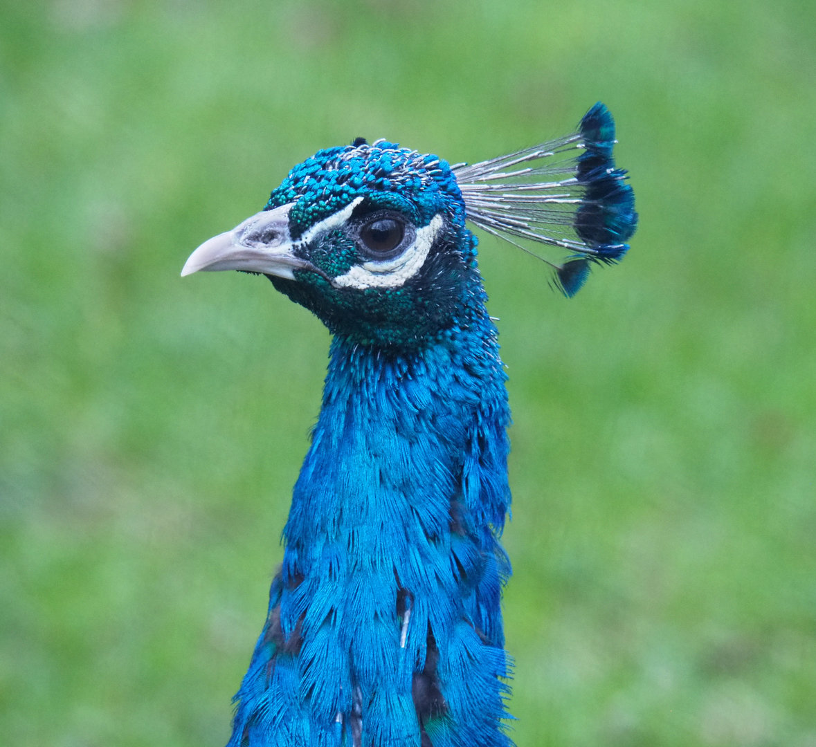 Blue peafowl (Pavo cristatus), 2022-01-02
