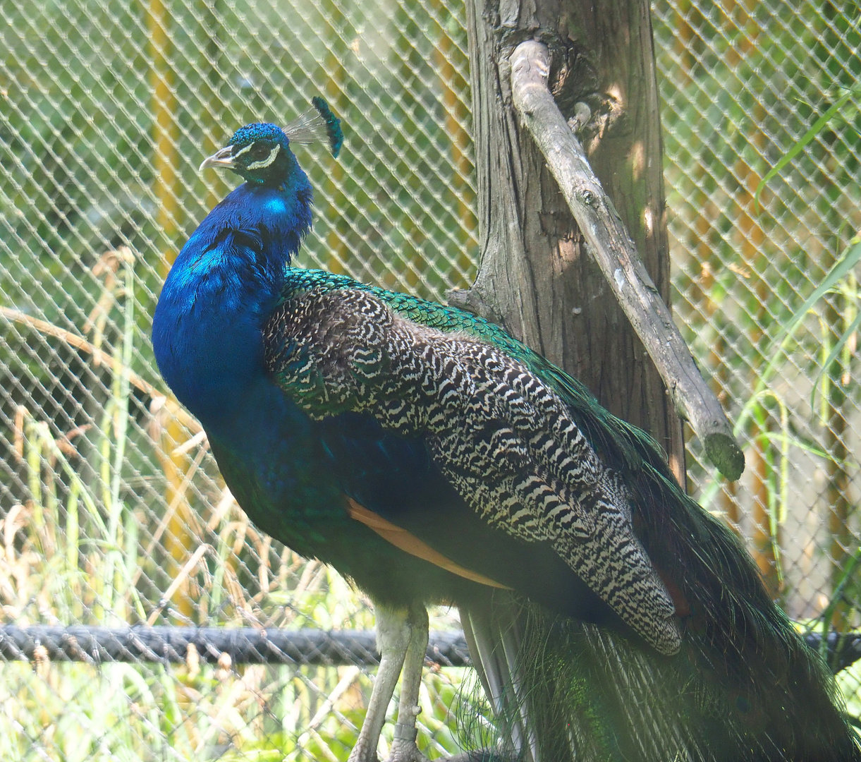 Blue peafowl (Pavo cristatus), 2022-05-28