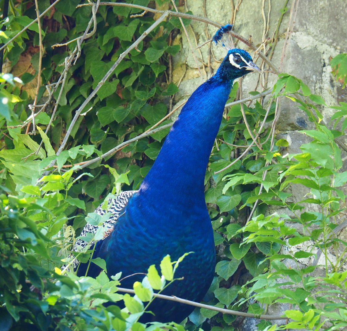 Blue peafowl (Pavo cristatus), 2022-06-28