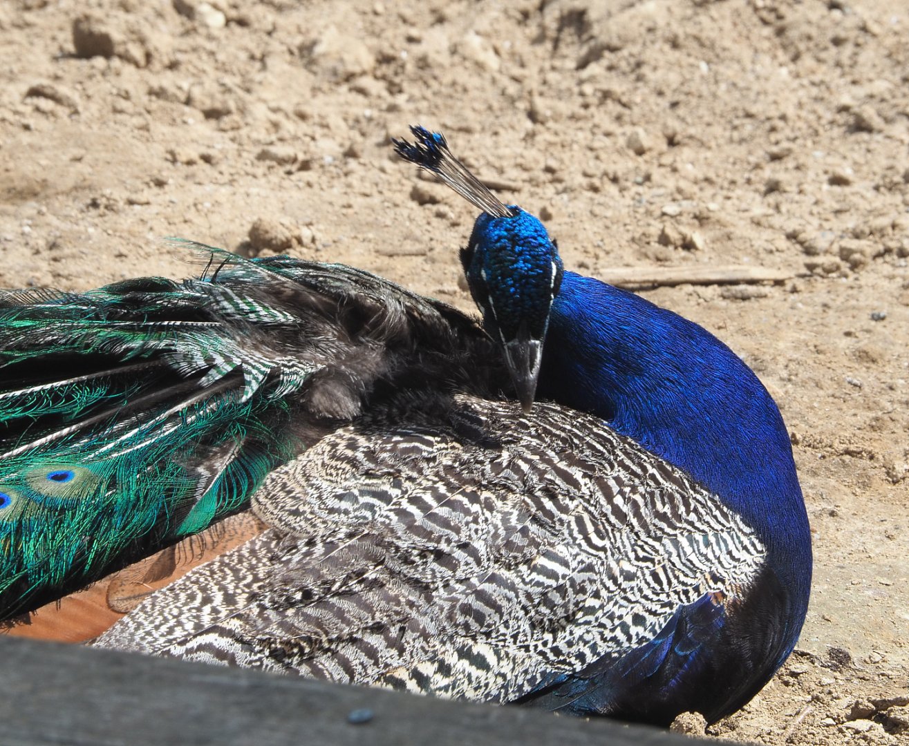 Blue peafowl (Pavo cristatus), 2022-06-28
