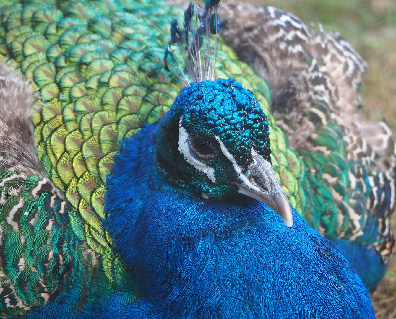 Blue peafowl (Pavo cristatus), 2022-07-16