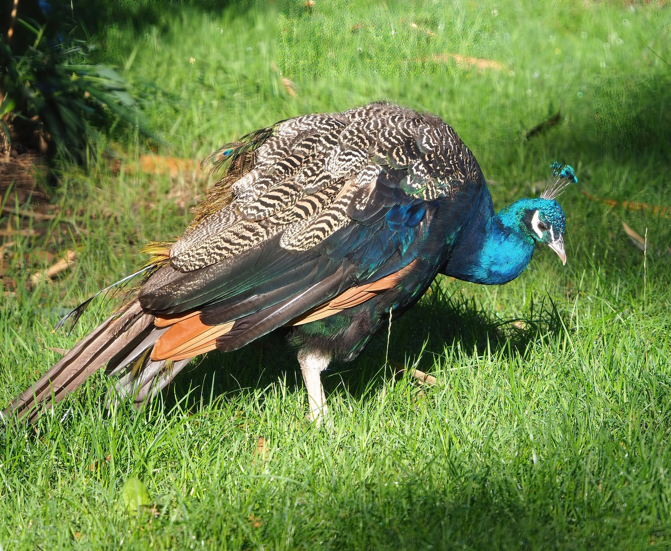 Blue peafowl (Pavo cristatus), 2022-09-12