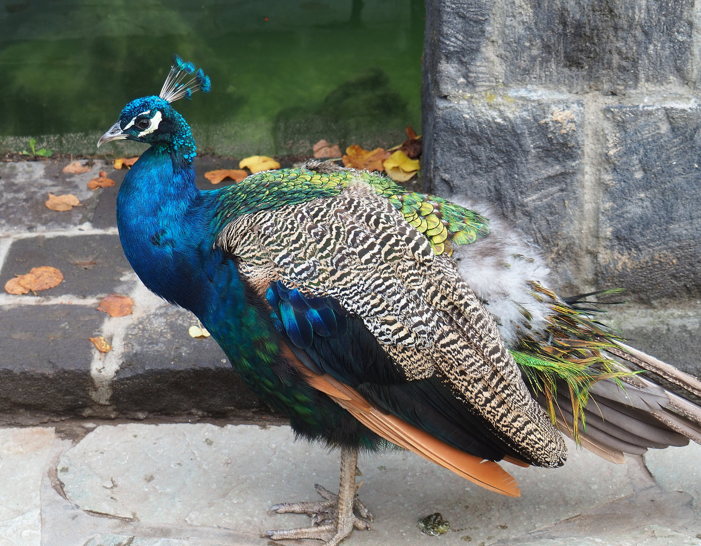 Blue peafowl (Pavo cristatus), 2022-09-15