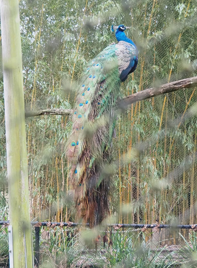 Blue peafowl (Pavo cristatus), 2023-02-19