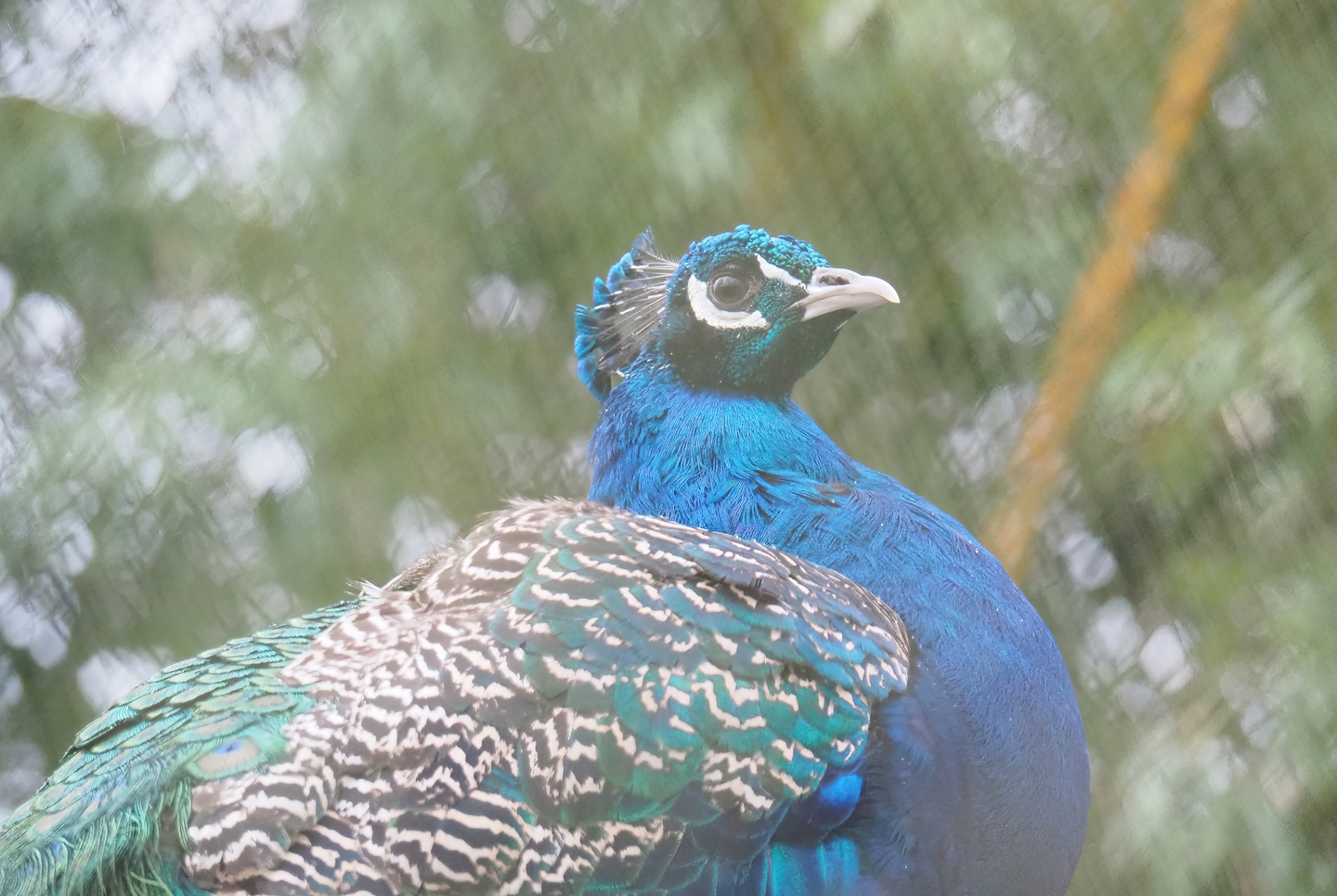 Blue peafowl (Pavo cristatus), 2023-02-19