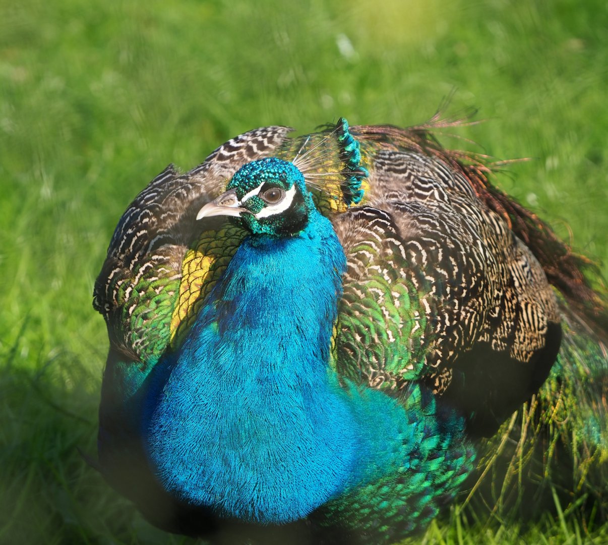 Blue peafowl (Pavo cristatus), 2023-04-18