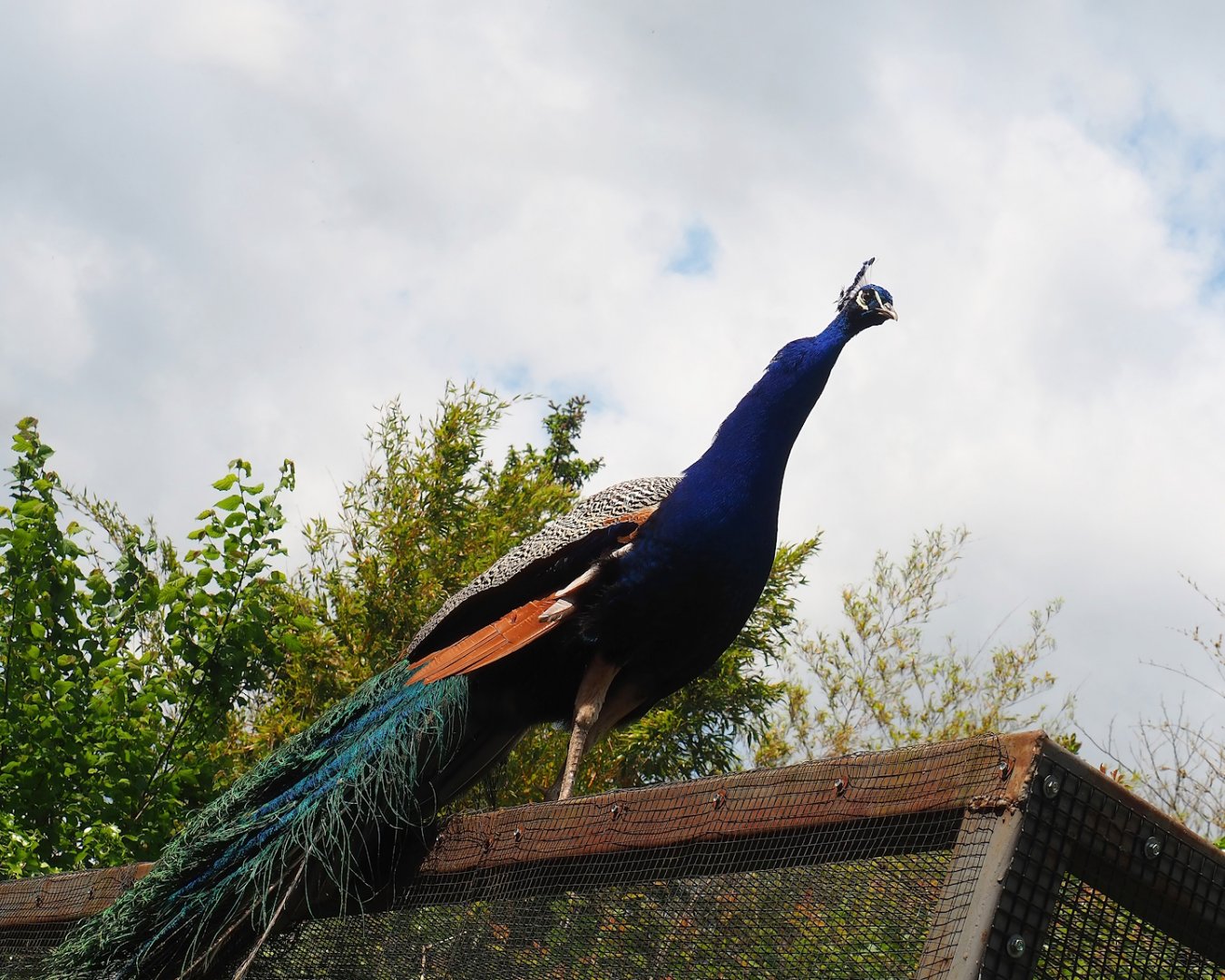Blue peafowl (Pavo cristatus), 2023-05-16