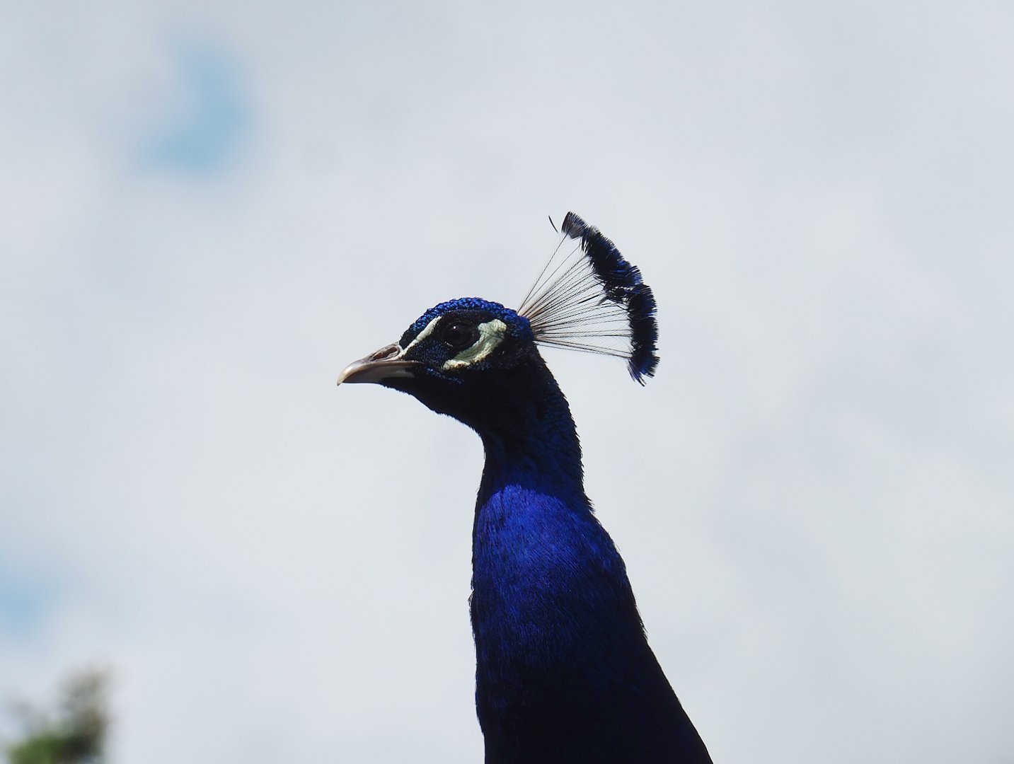 Blue peafowl (Pavo cristatus), 2023-05-16