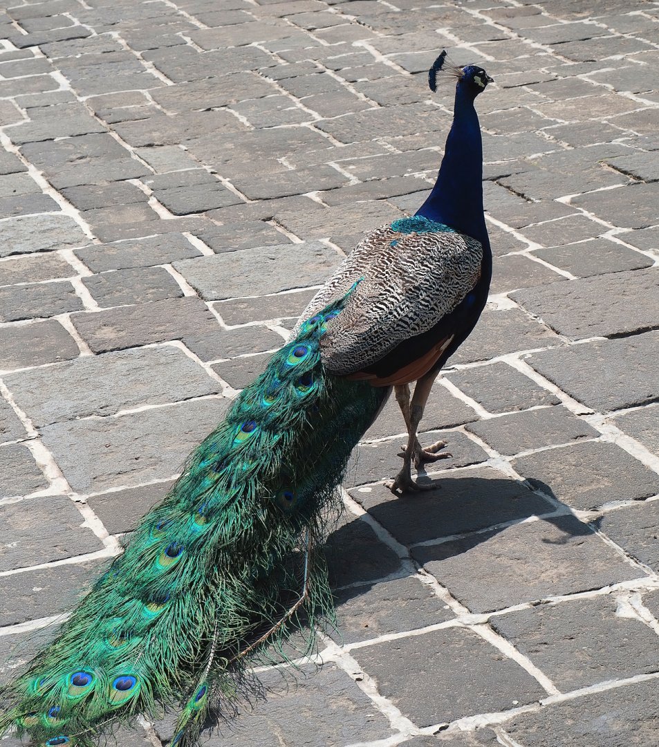 Blue peafowl (Pavo cristatus), 2023-05-16