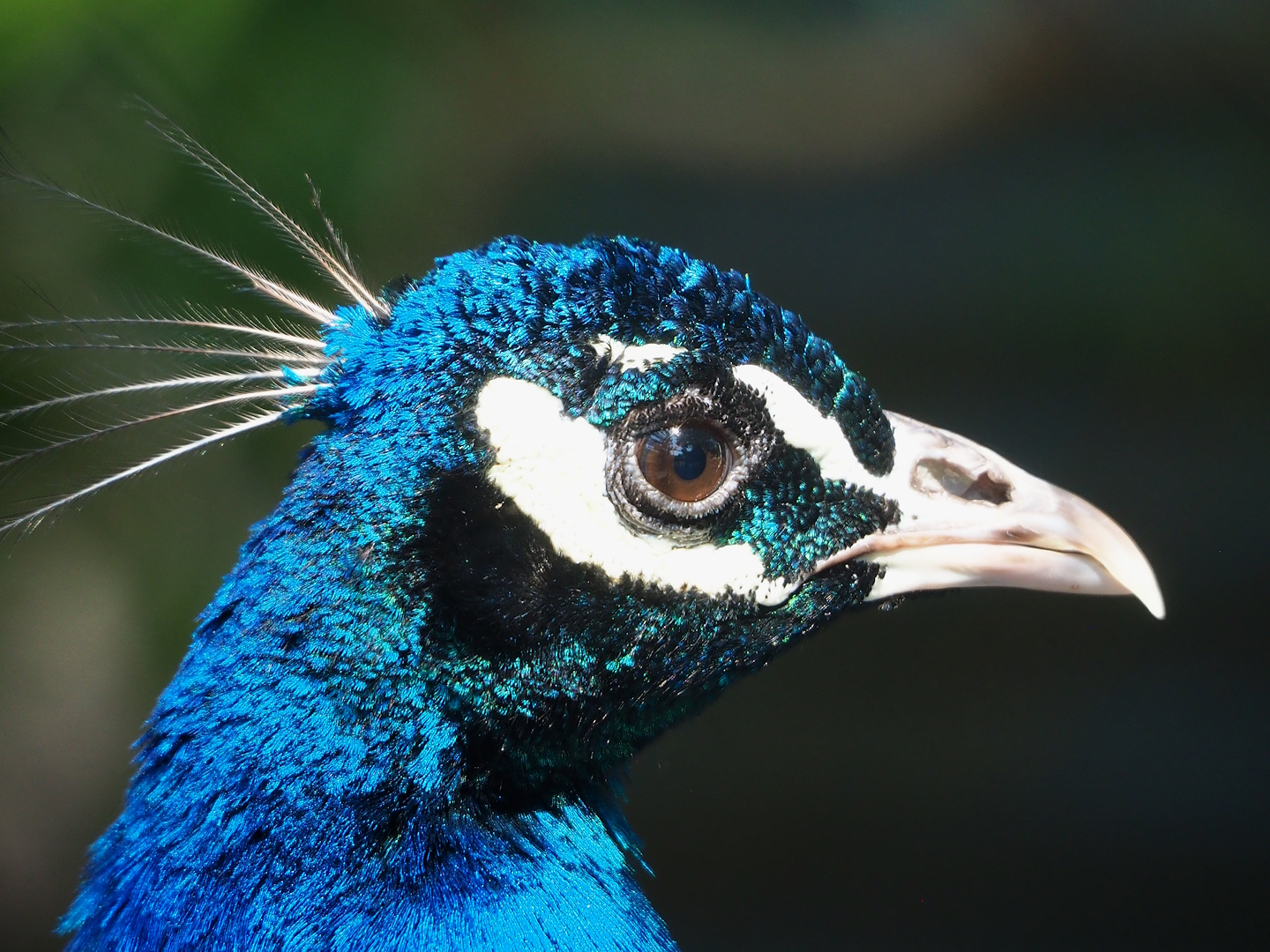 Blue peafowl (Pavo cristatus), 2023-05-31
