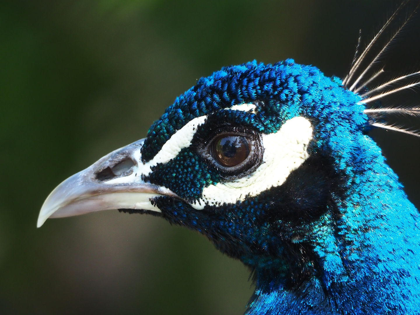 Blue peafowl (Pavo cristatus), 2023-05-31