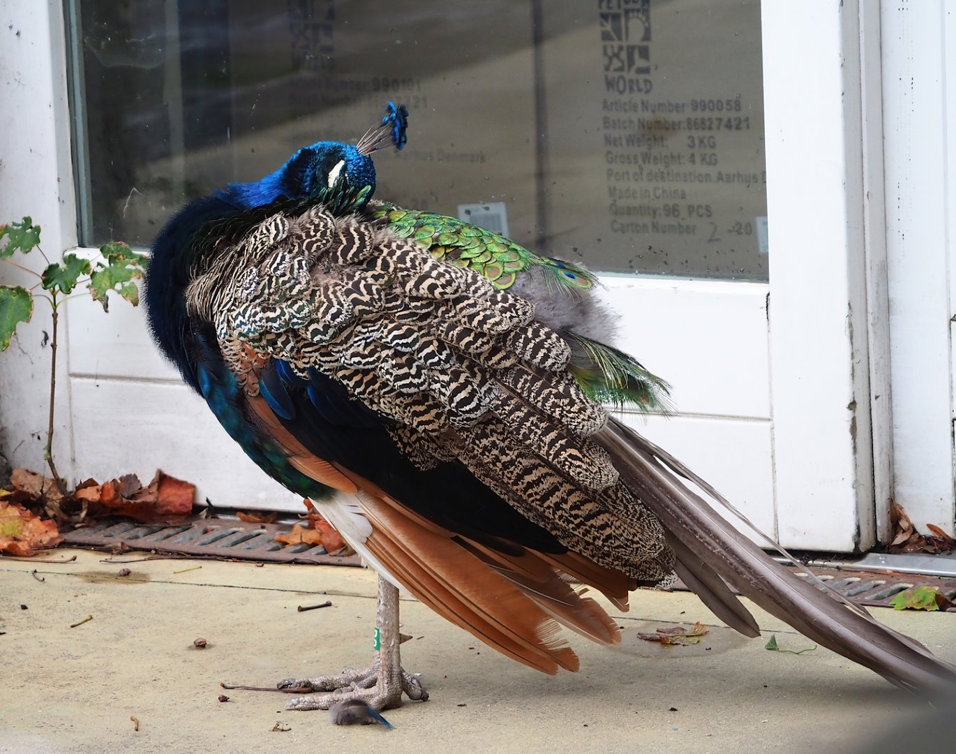 Blue peafowl (Pavo cristatus), 2023-10-13