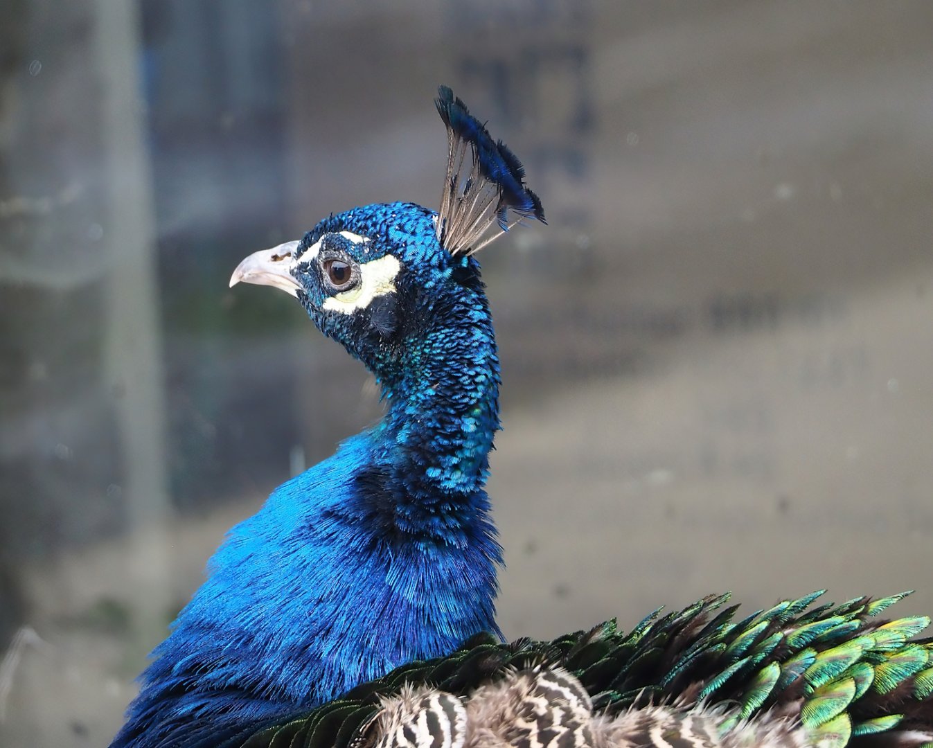 Blue peafowl (Pavo cristatus), 2023-10-13