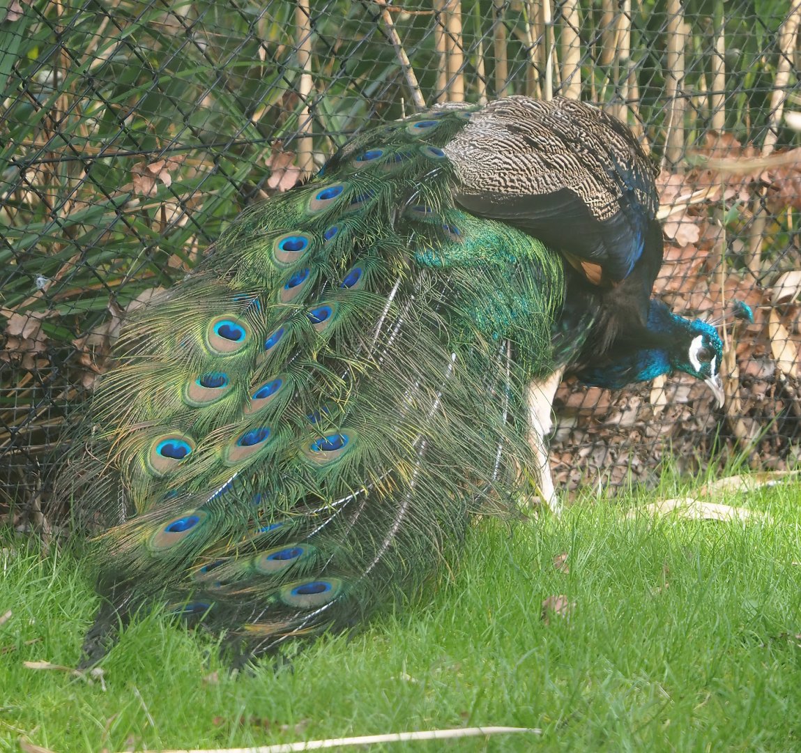 Blue peafowl (Pavo cristatus), 2024-03-04