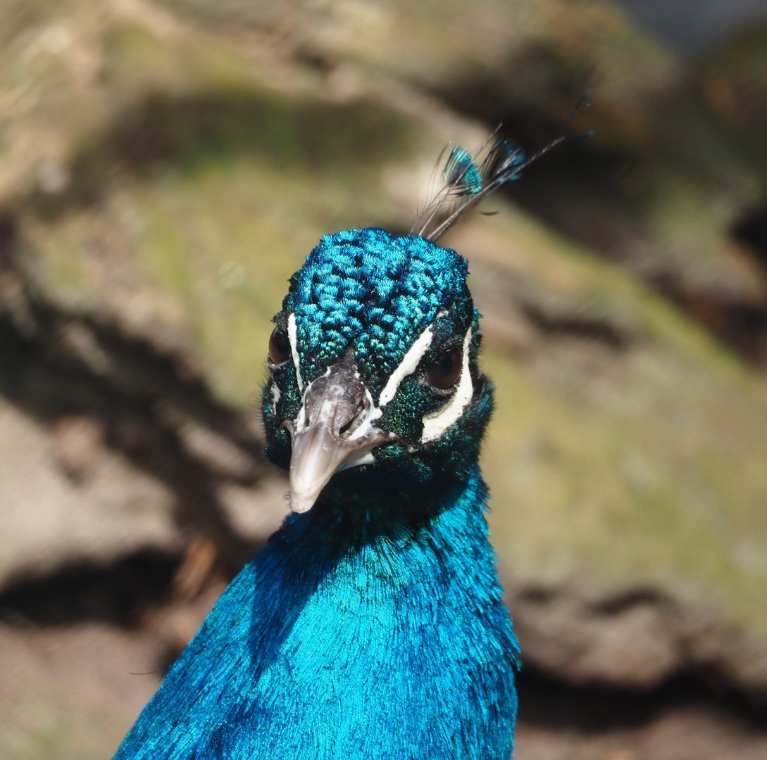 Blue peafowl (Pavo cristatus), 2024-04-14