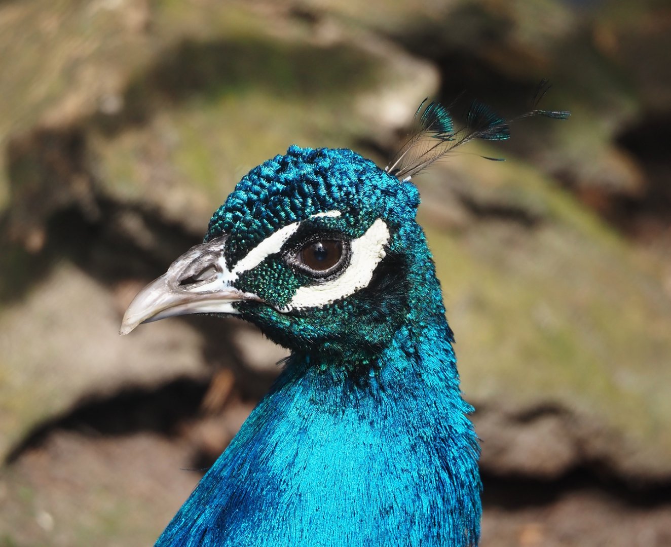 Blue peafowl (Pavo cristatus), 2024-04-14