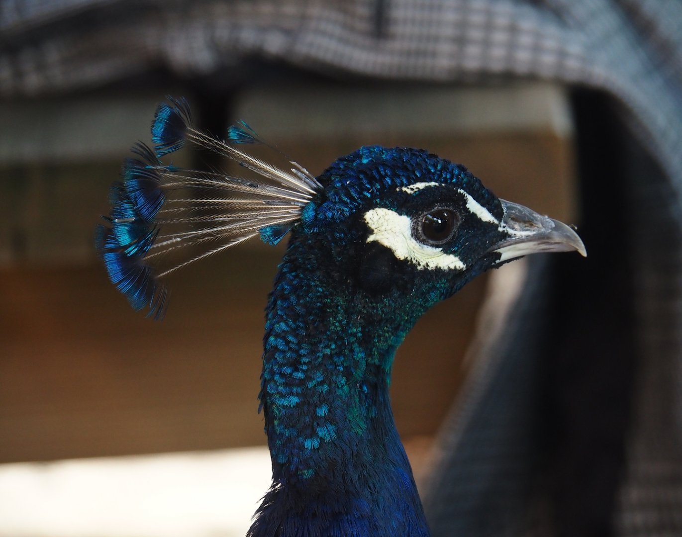 Blue peafowl (Pavo cristatus), 2024-09-17