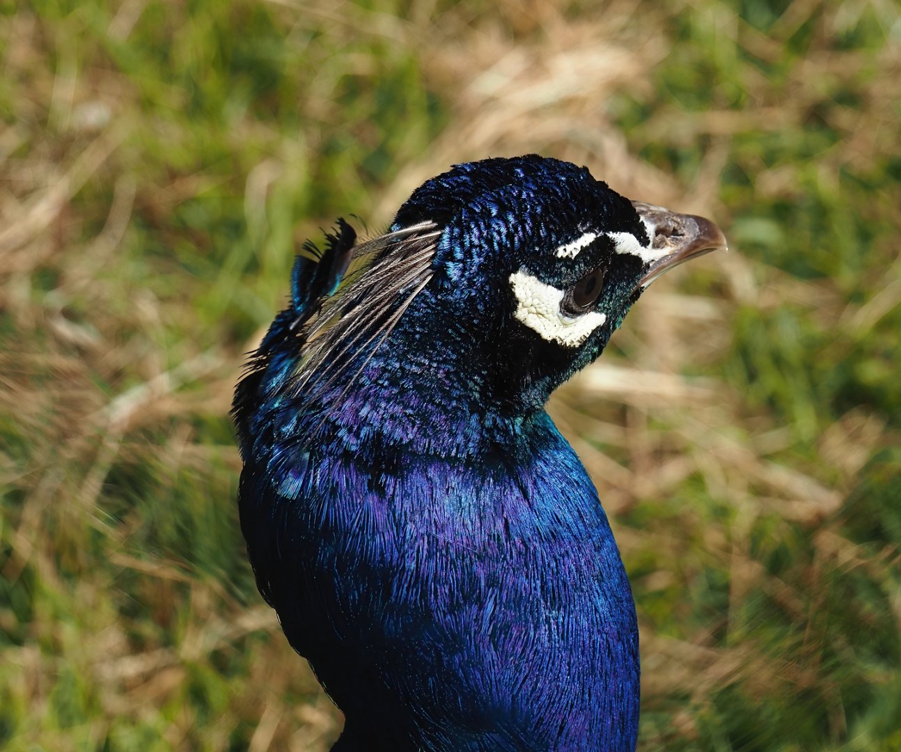 Blue peafowl (Pavo cristatus), 2025-05-22