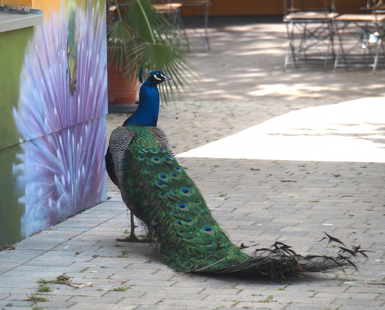 Blue peafowl (Pavo cristatus), 2025-05-22