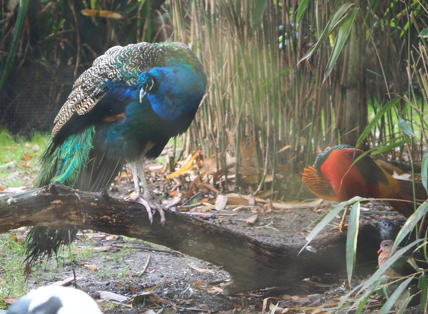 Blue peafowl (Pavo cristatus) and Golden pheasant (Chrysolophus pictus), 2021-11-06