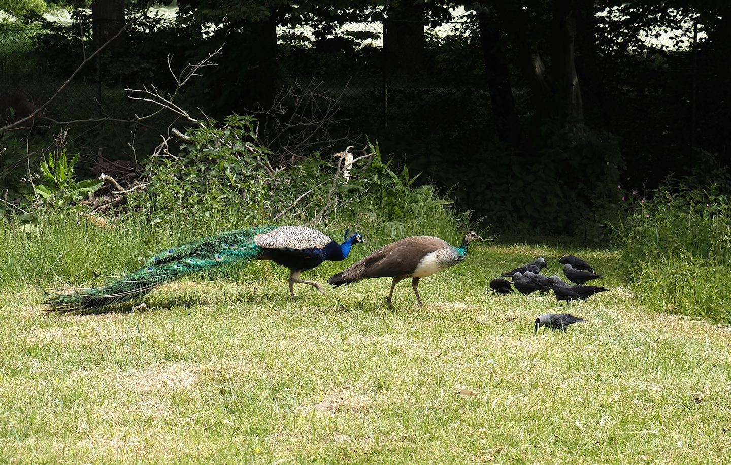 Blue peafowl (Pavo cristatus) and Wild Western jackdaws (Coloeus monedula), 2025-05-22