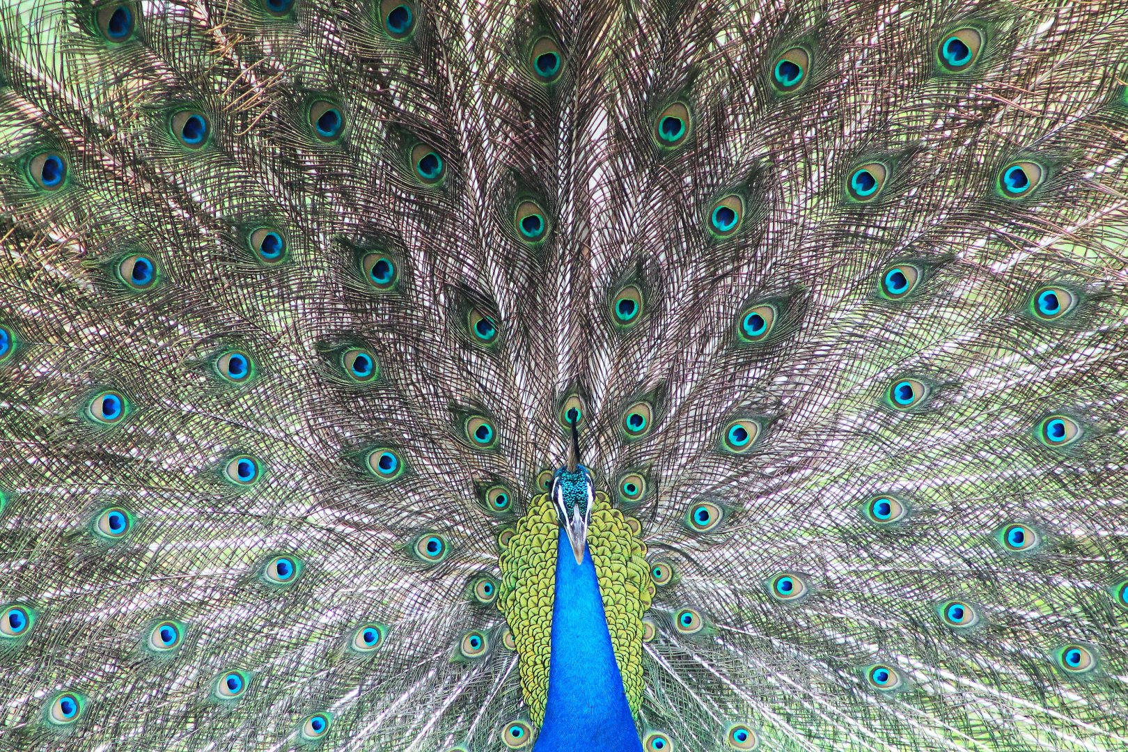 Blue Peafowl (Pavo cristatus) displaying