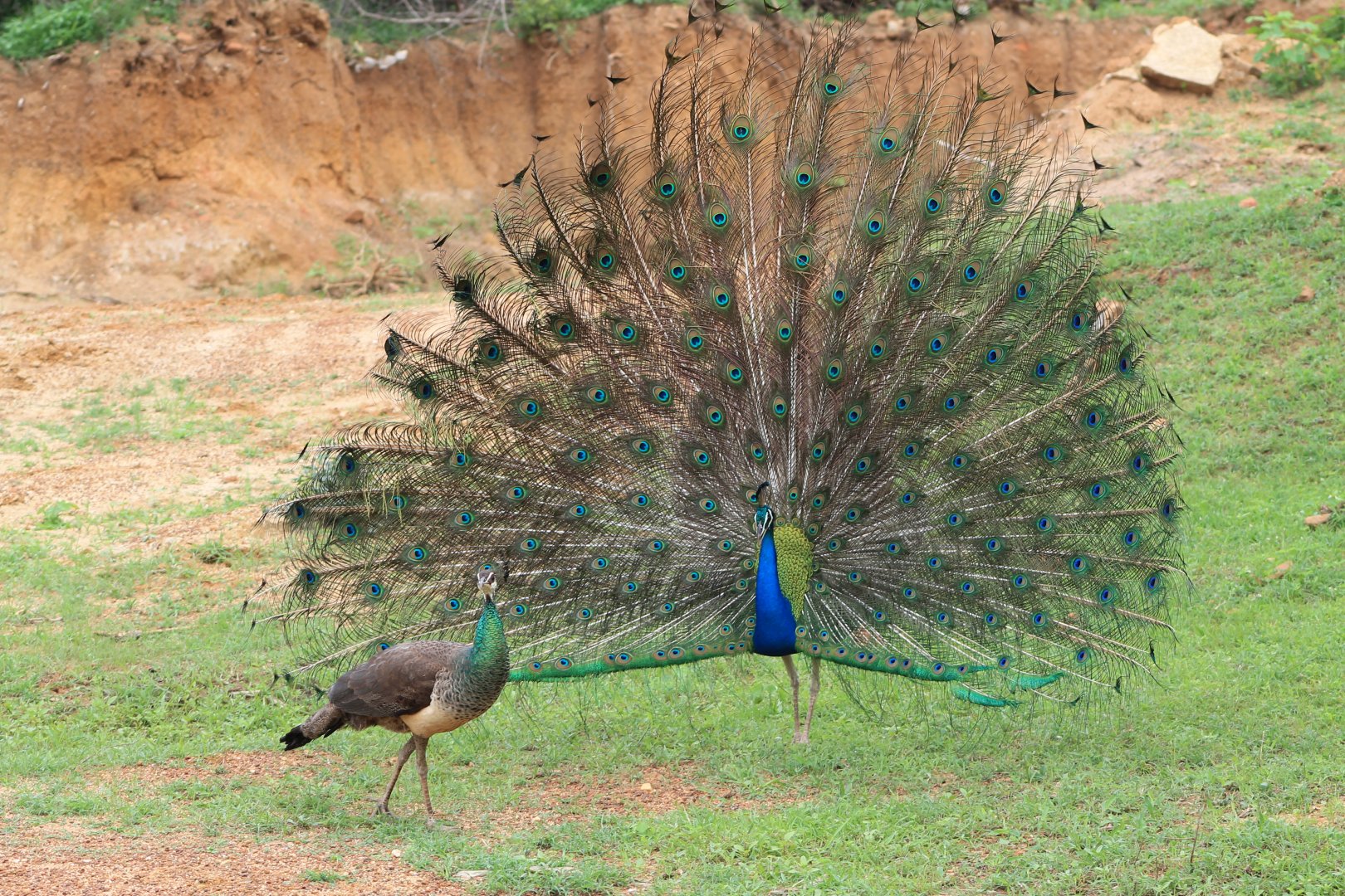 Blue Peafowl (Pavo cristatus) displaying