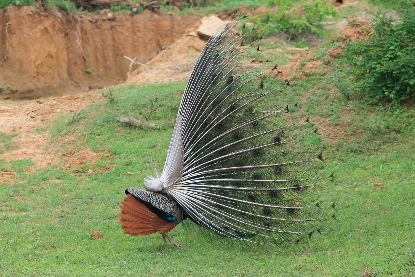 Blue Peafowl (Pavo cristatus) displaying