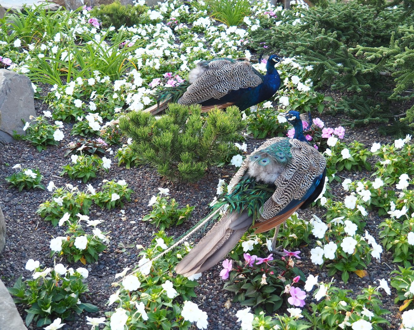 Blue peafowl (Pavo cristatus) foraging in flower bed, 2021-09-02