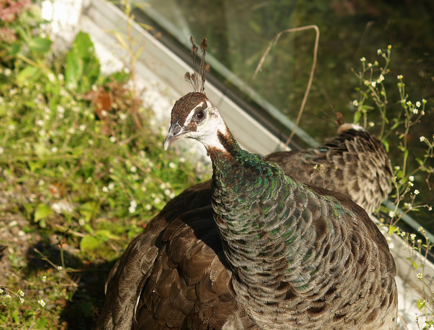 Blue peafowl (Pavo cristatus) hen, 2007-09-16